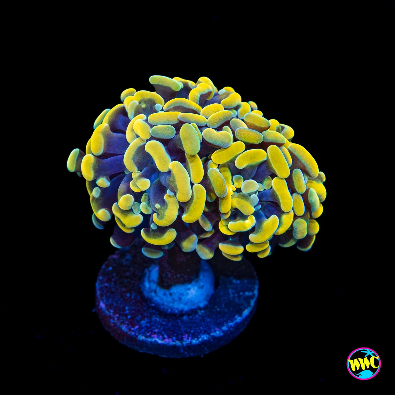 Gold Branching Hammer