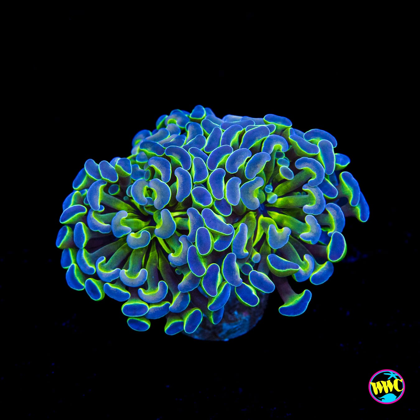 Hologram Branching Hammer