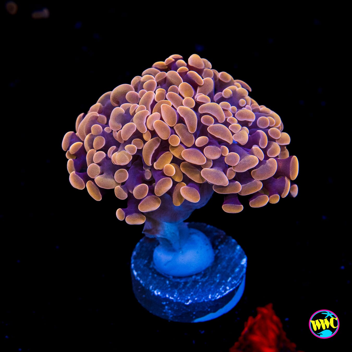 WWC Blood Moon Branching Hammer