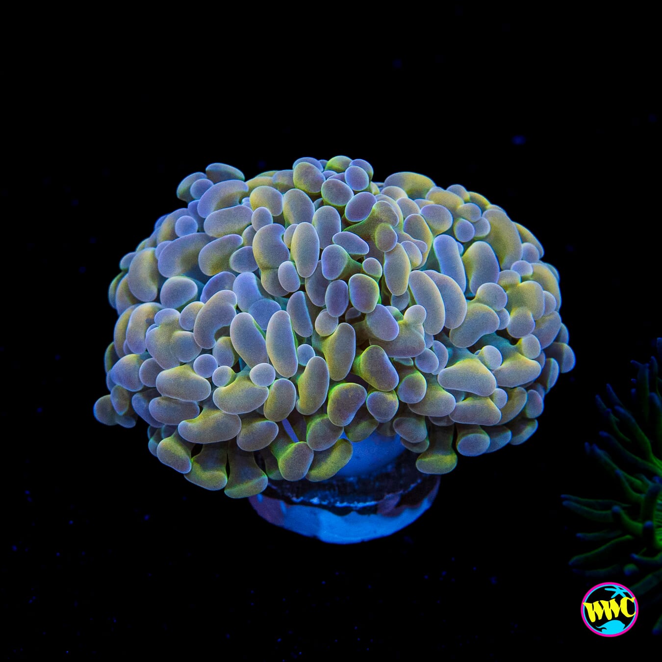 Pastel Branching Hammer