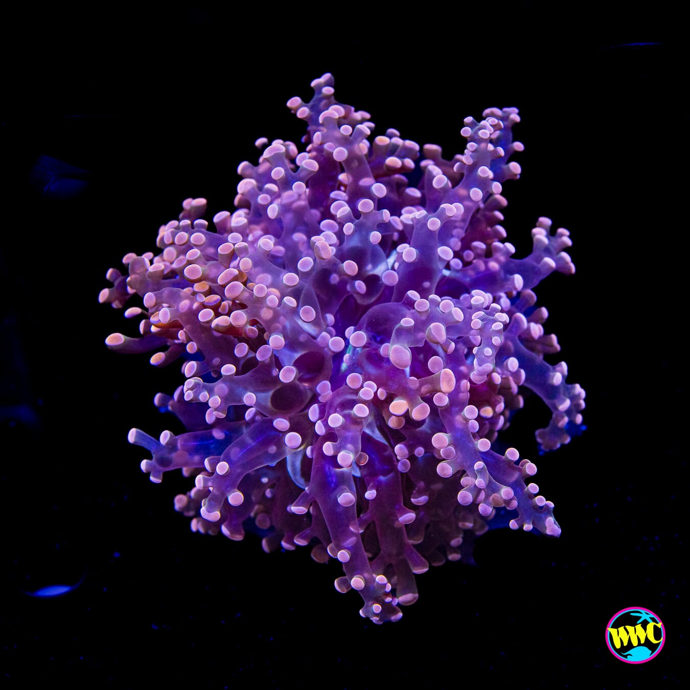 Peach Tipped Branching Frogspawn