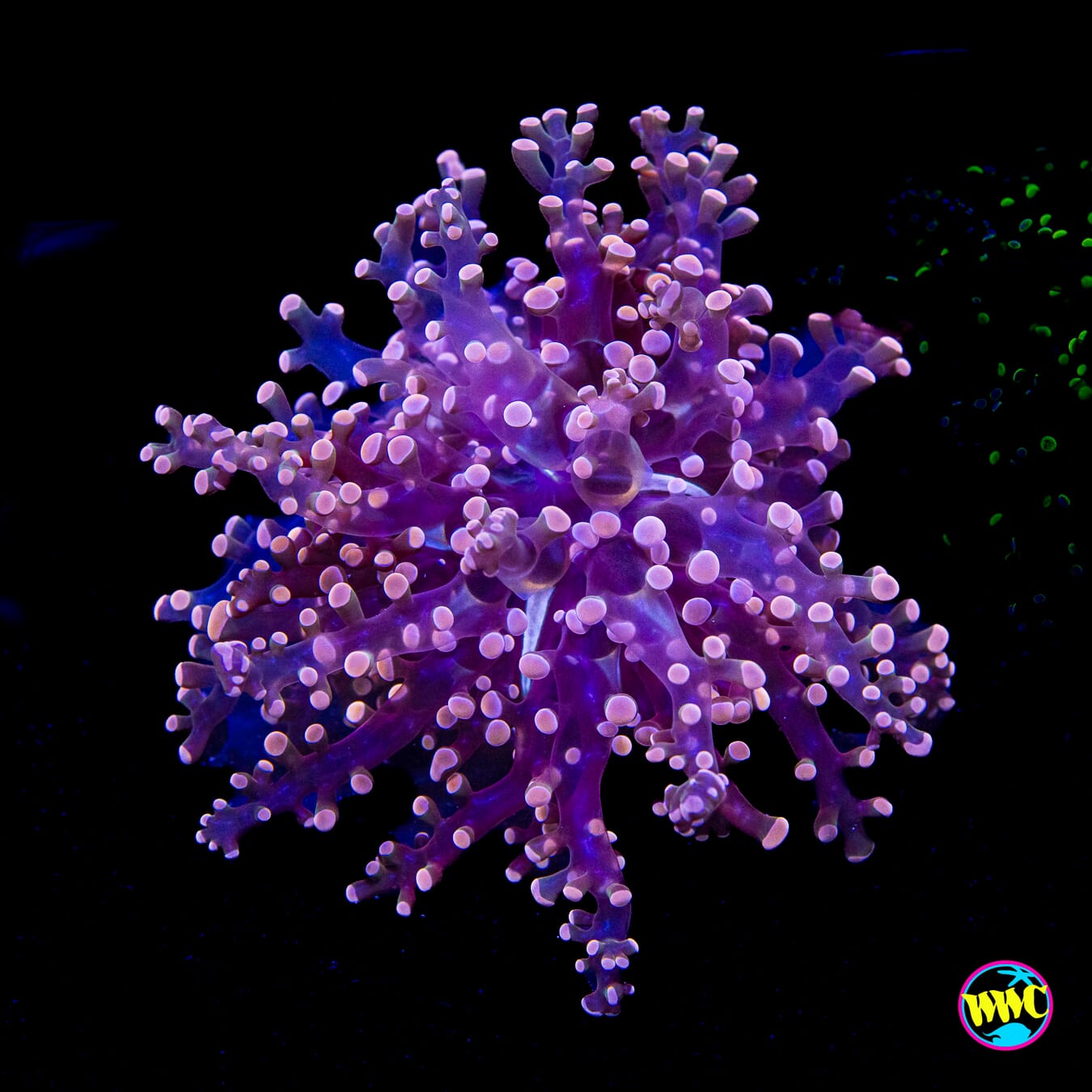 Peach Tipped Branching Frogspawn