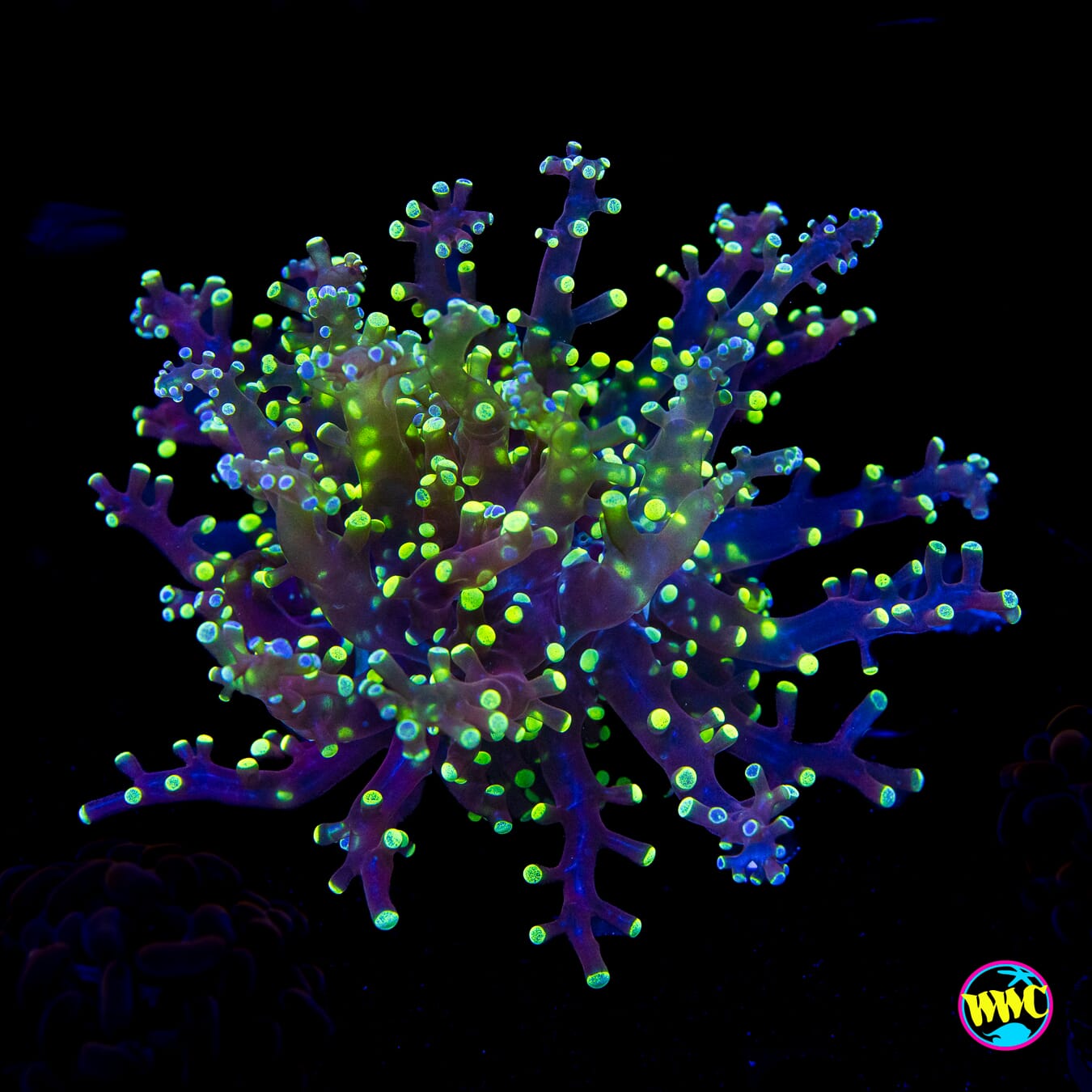 Splatter Tip Branching Frogspawn