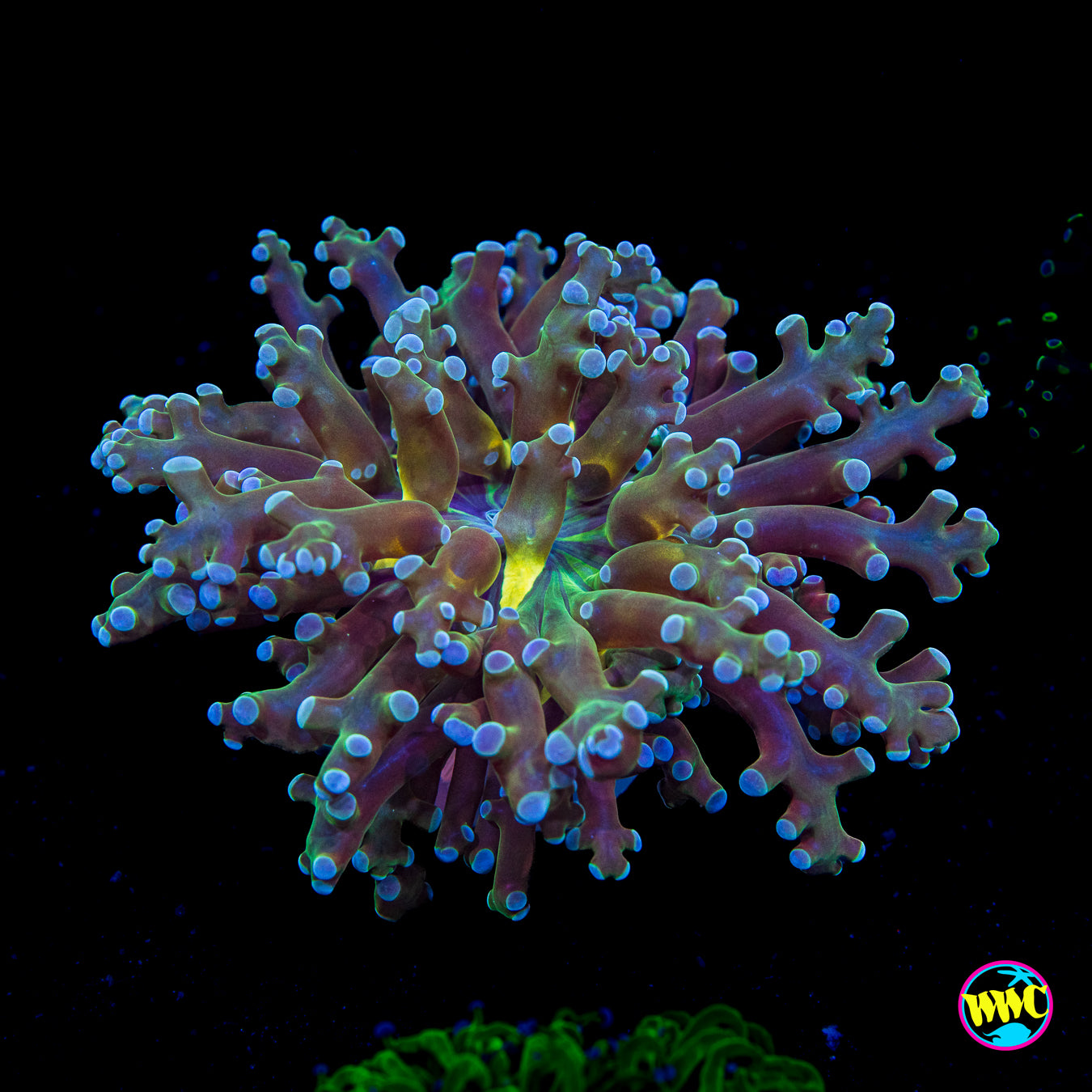 Super Sour Branching Frogspawn