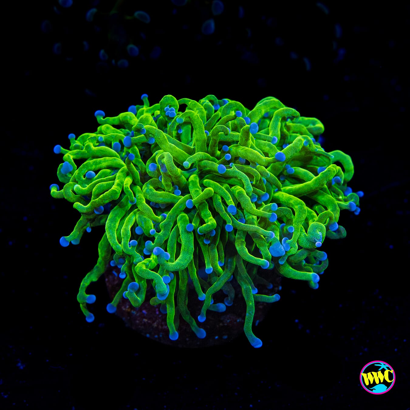 Blue Tip Neon Torch