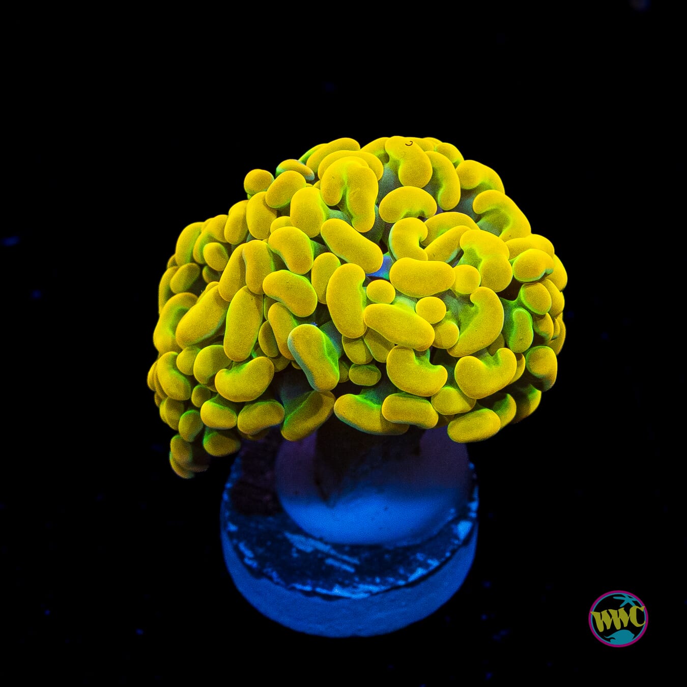 24K Rainbow Branching Hammer