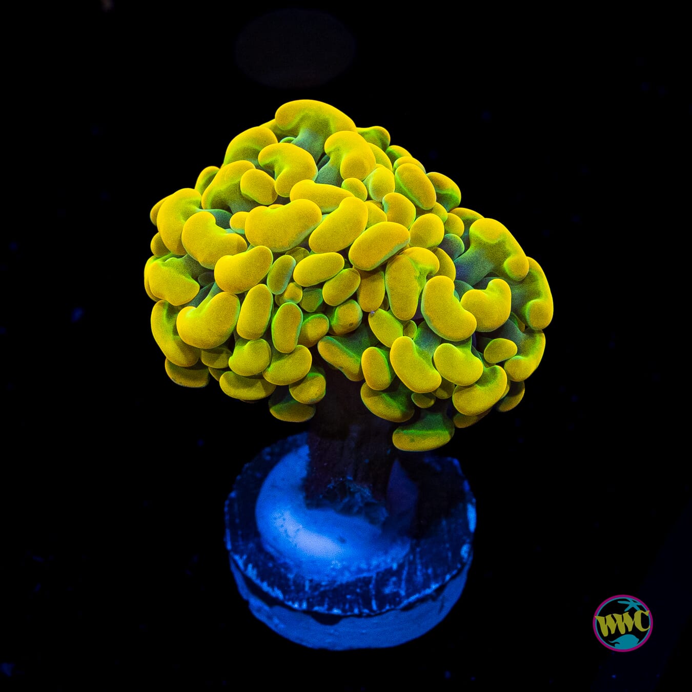 24K Rainbow Branching Hammer