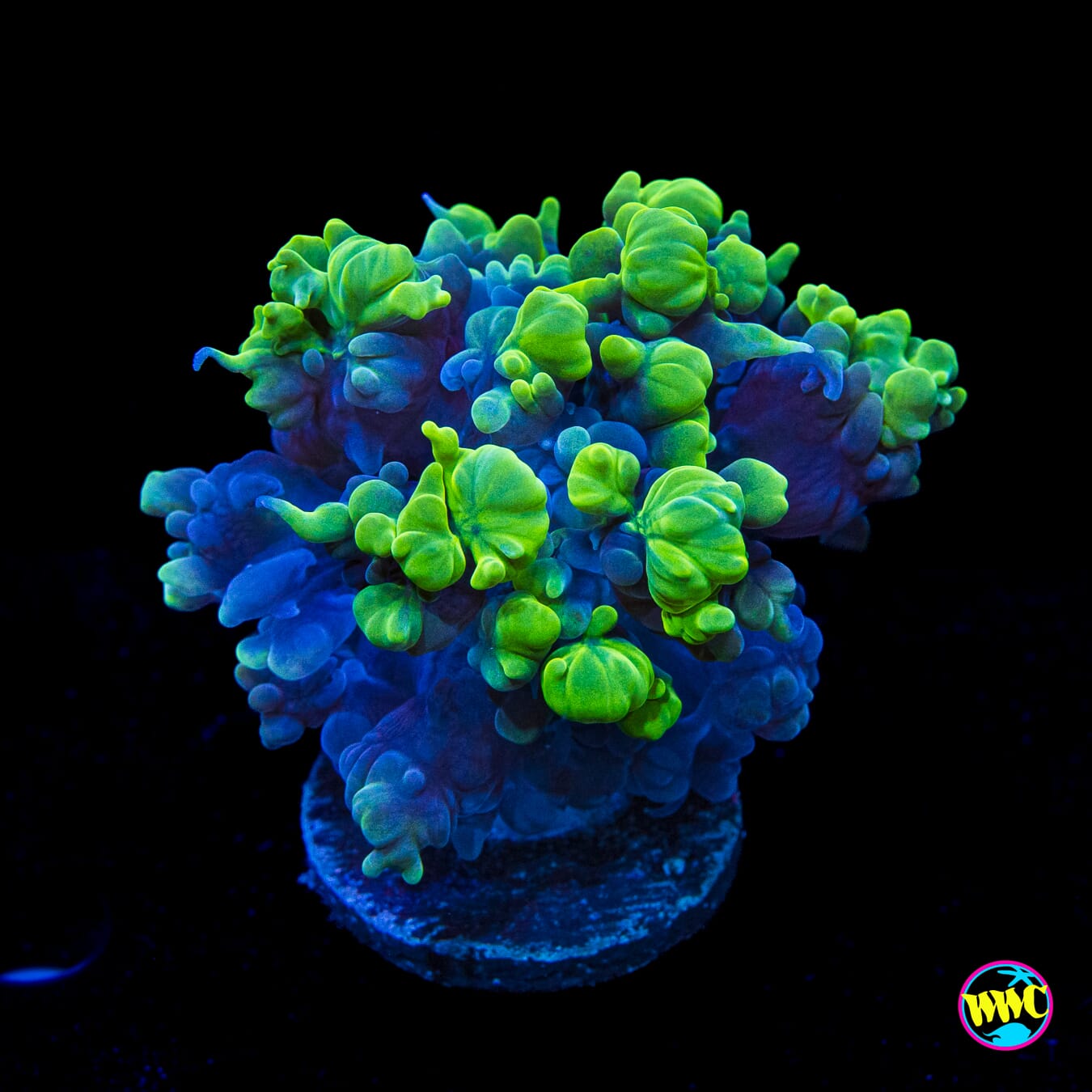 WWC Pearl Bubble