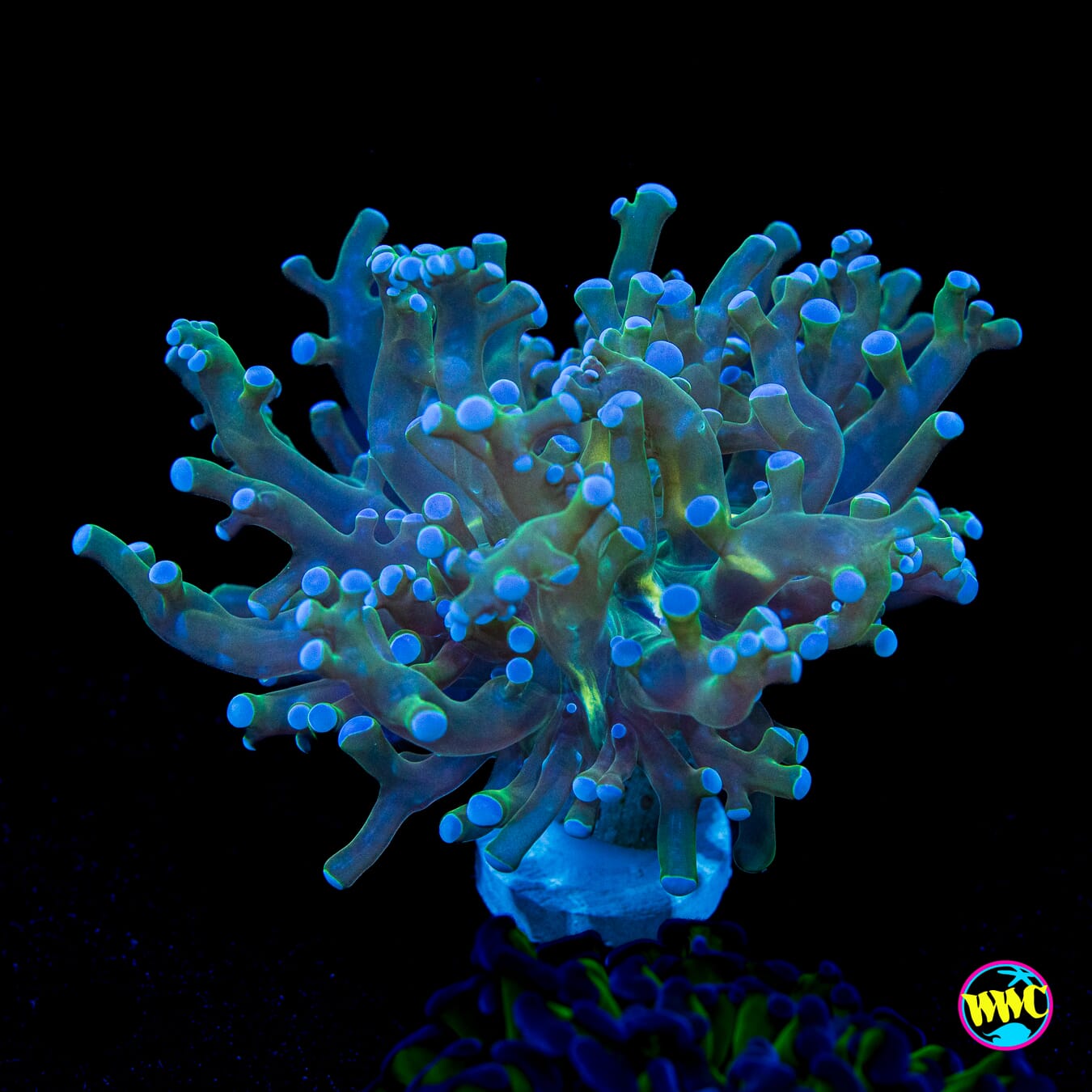 Ocean Potion Branching Frogspawn