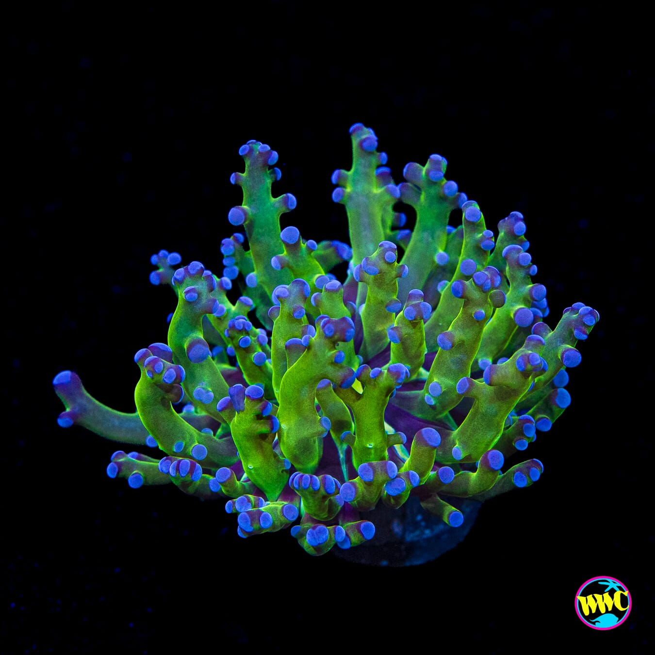 Bicolor Branching Frogspawn