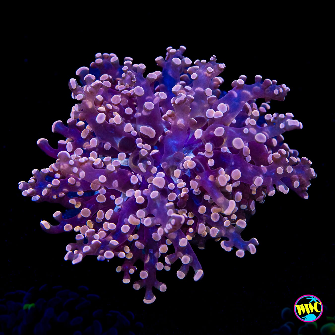 Peach Tipped Branching Frogspawn