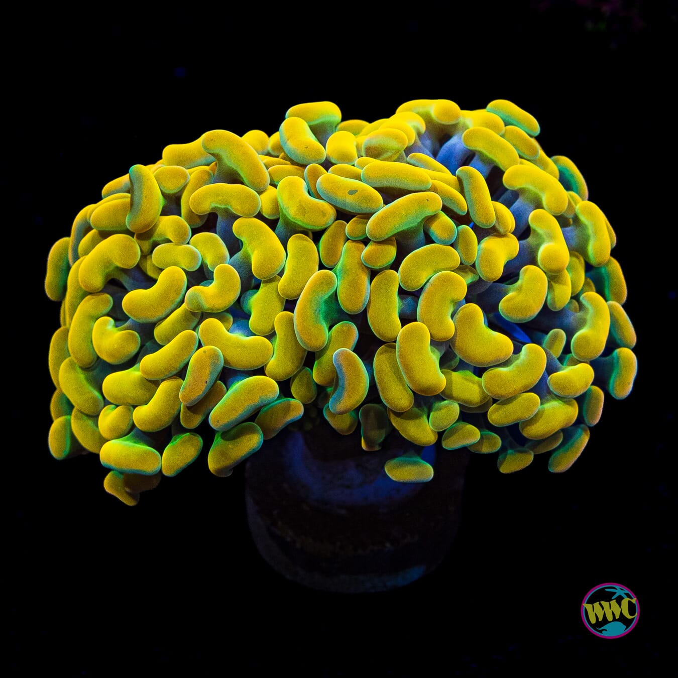 WWC Rainbow Branching Hammer