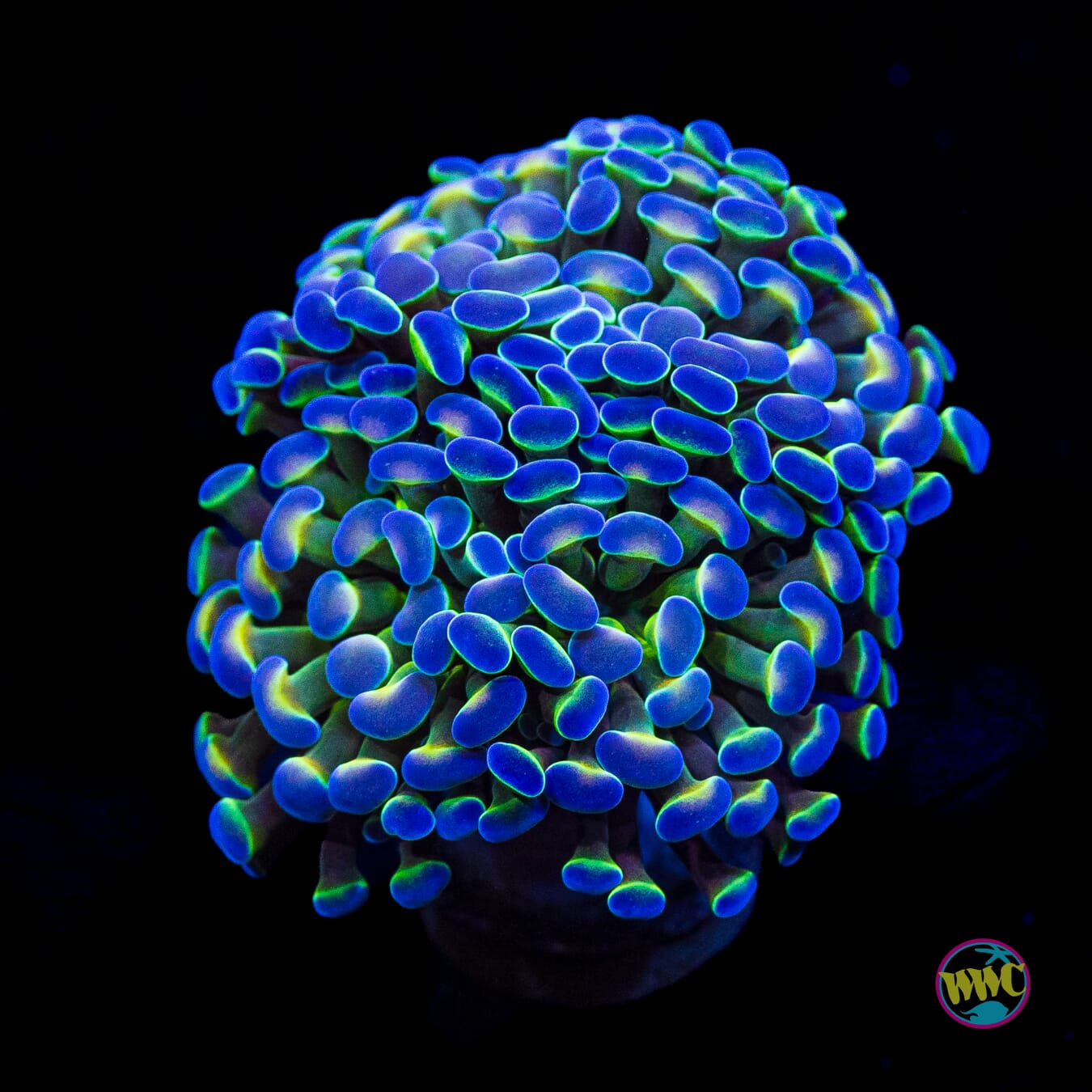 Hologram Branching Hammer
