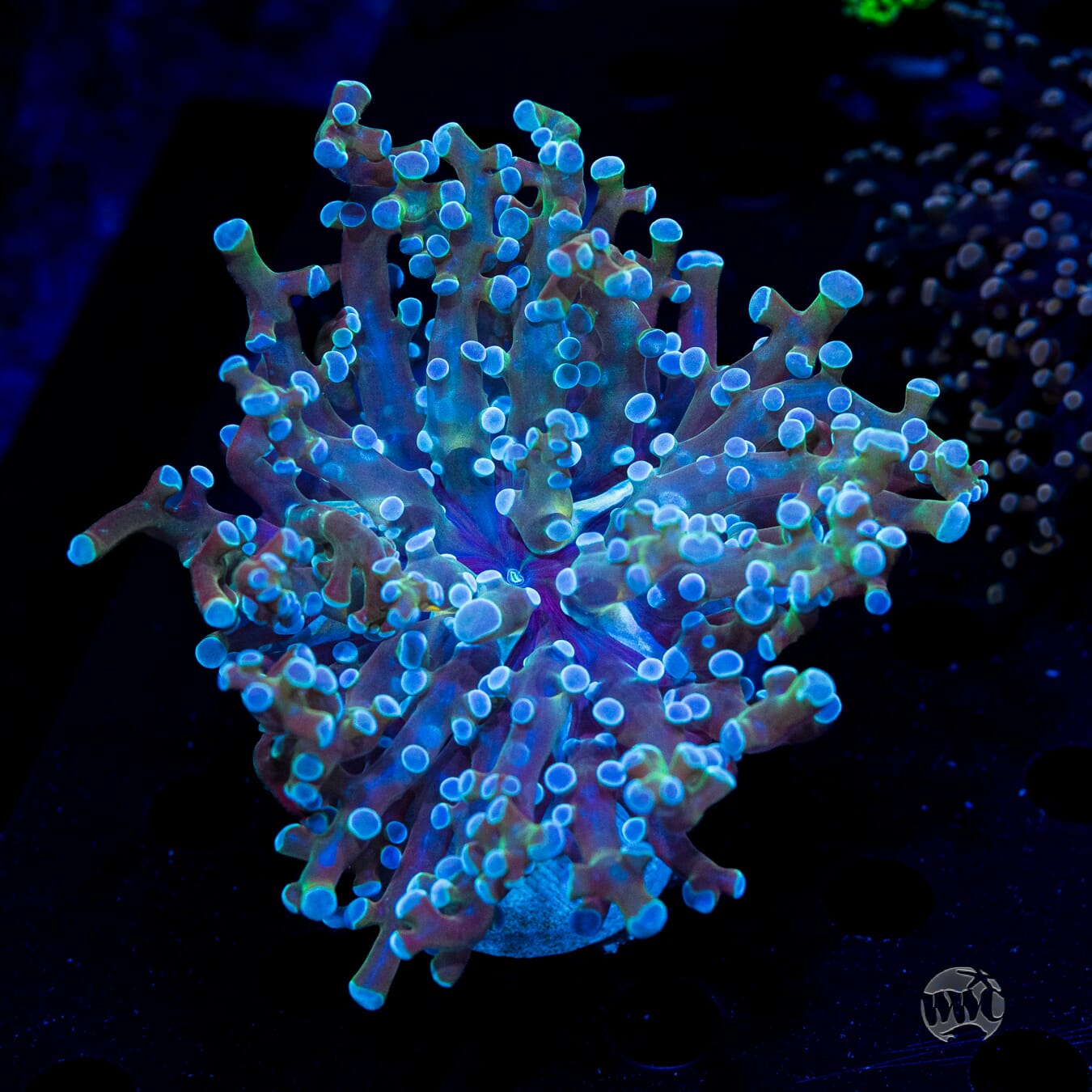Super Sour Branching Frogspawn