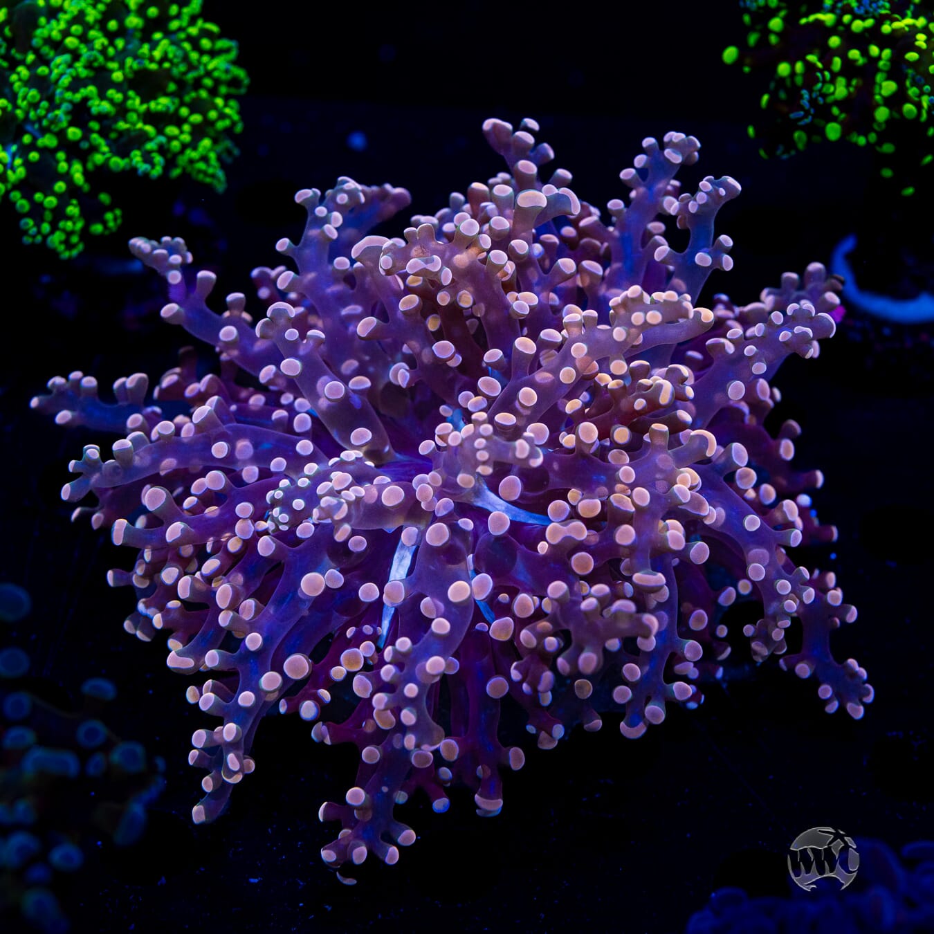 Peach Tipped Branching Frogspawn