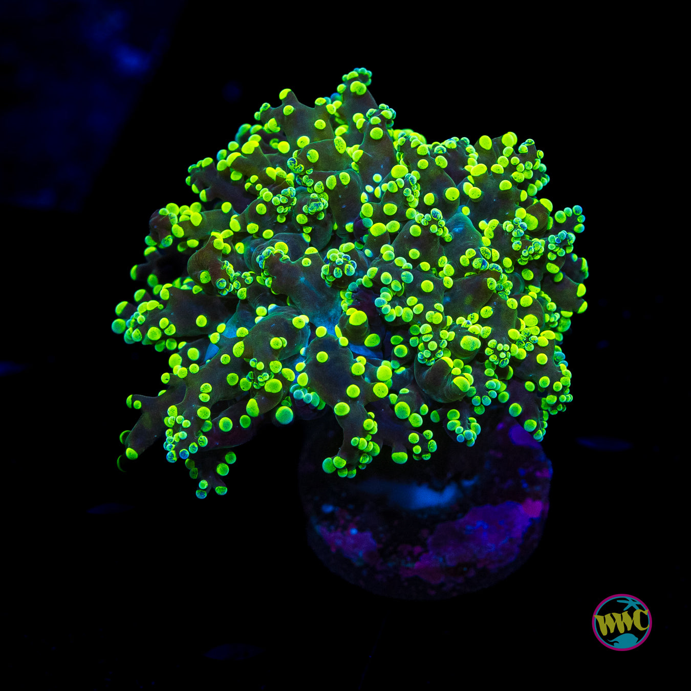 Neon Splatter Tip Branching Frogspawn