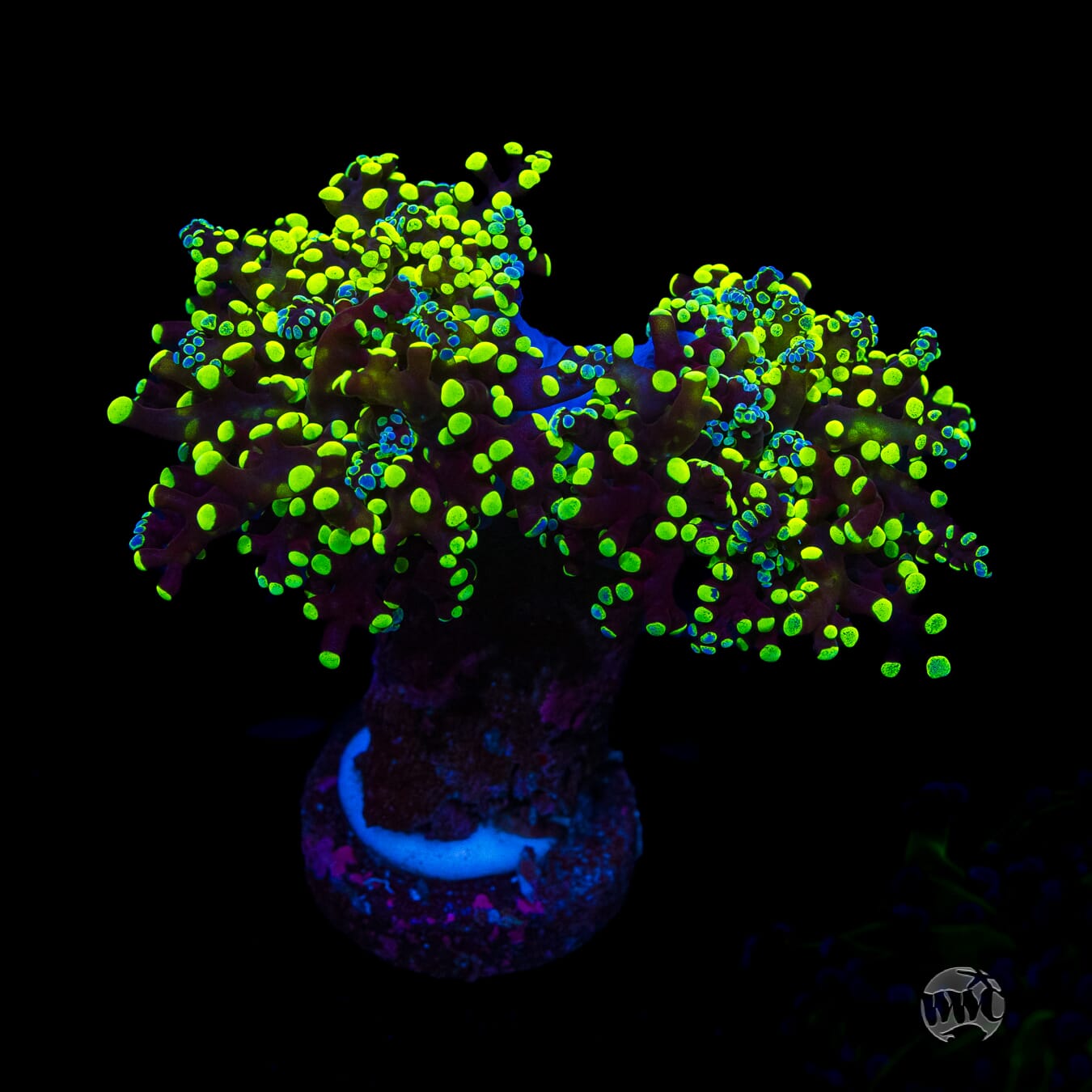 Neon Splatter Tip Branching Frogspawn