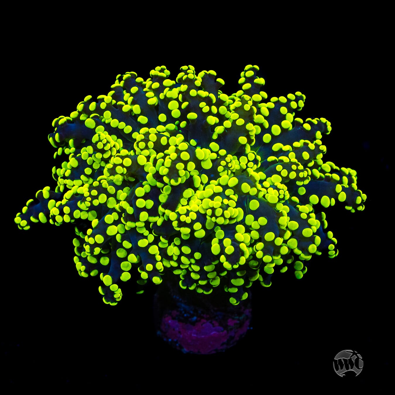 Glowbug Branching Frogspawn