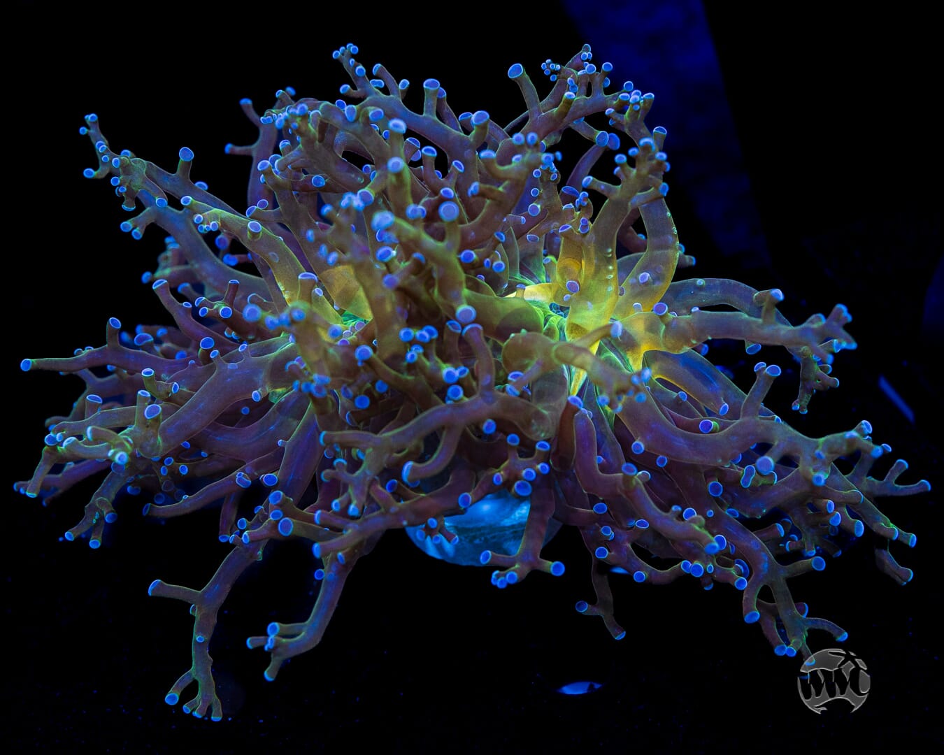 Ocean Potion Branching Frogspawn