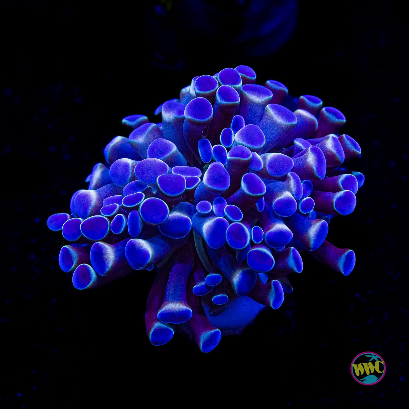 Blue Fog Branching Hammer