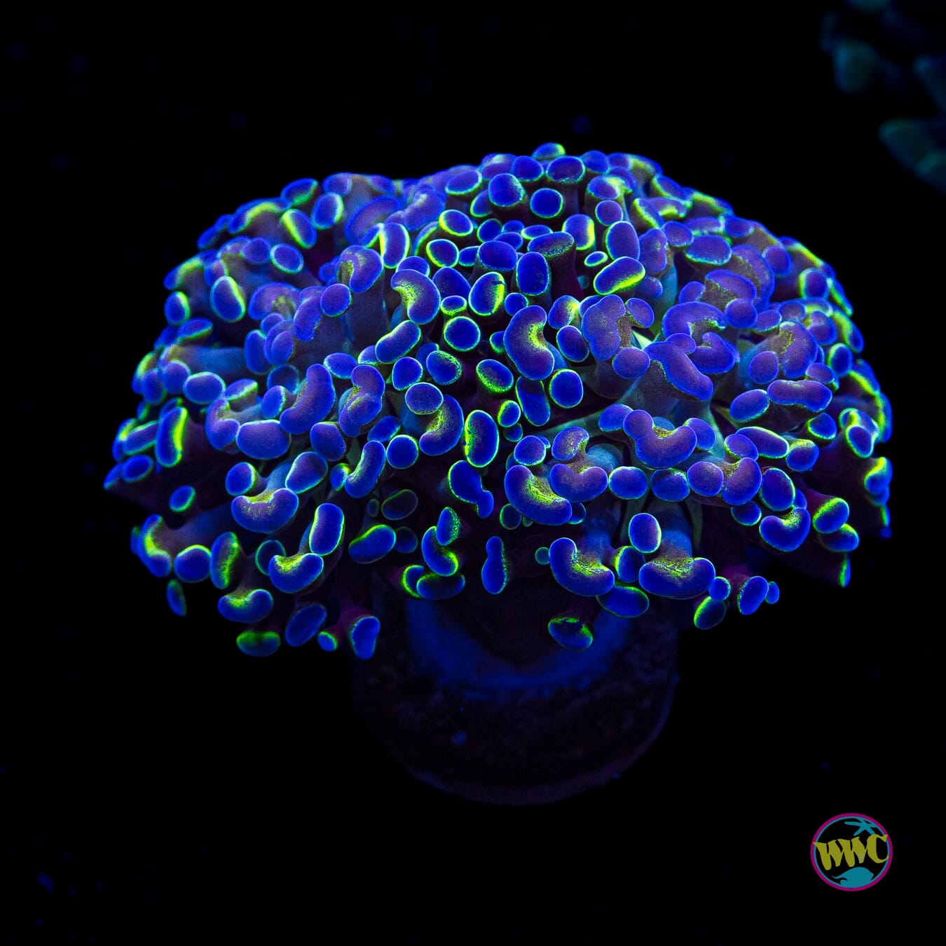 Hologram Branching Hammer