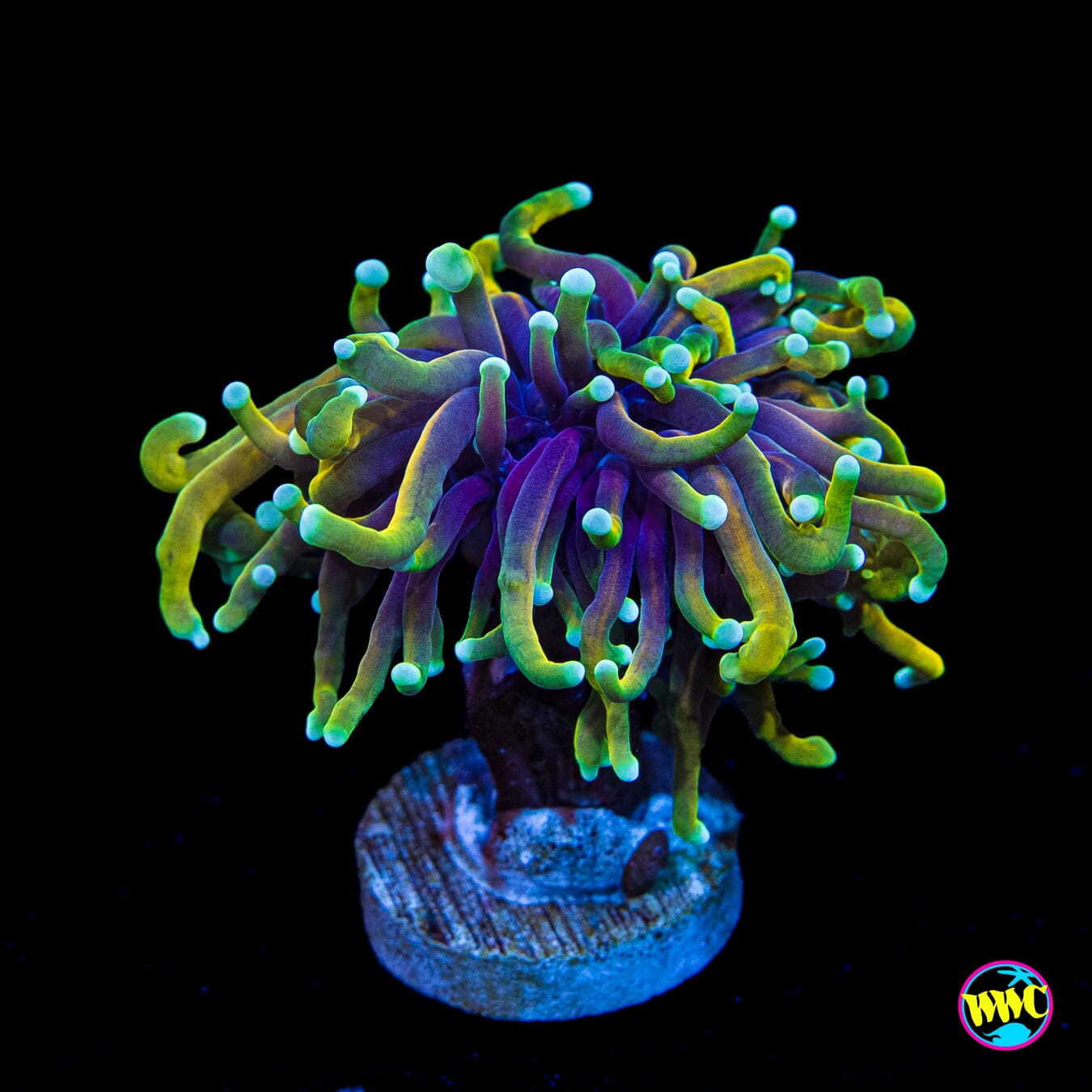 Juicy Fruit Torch