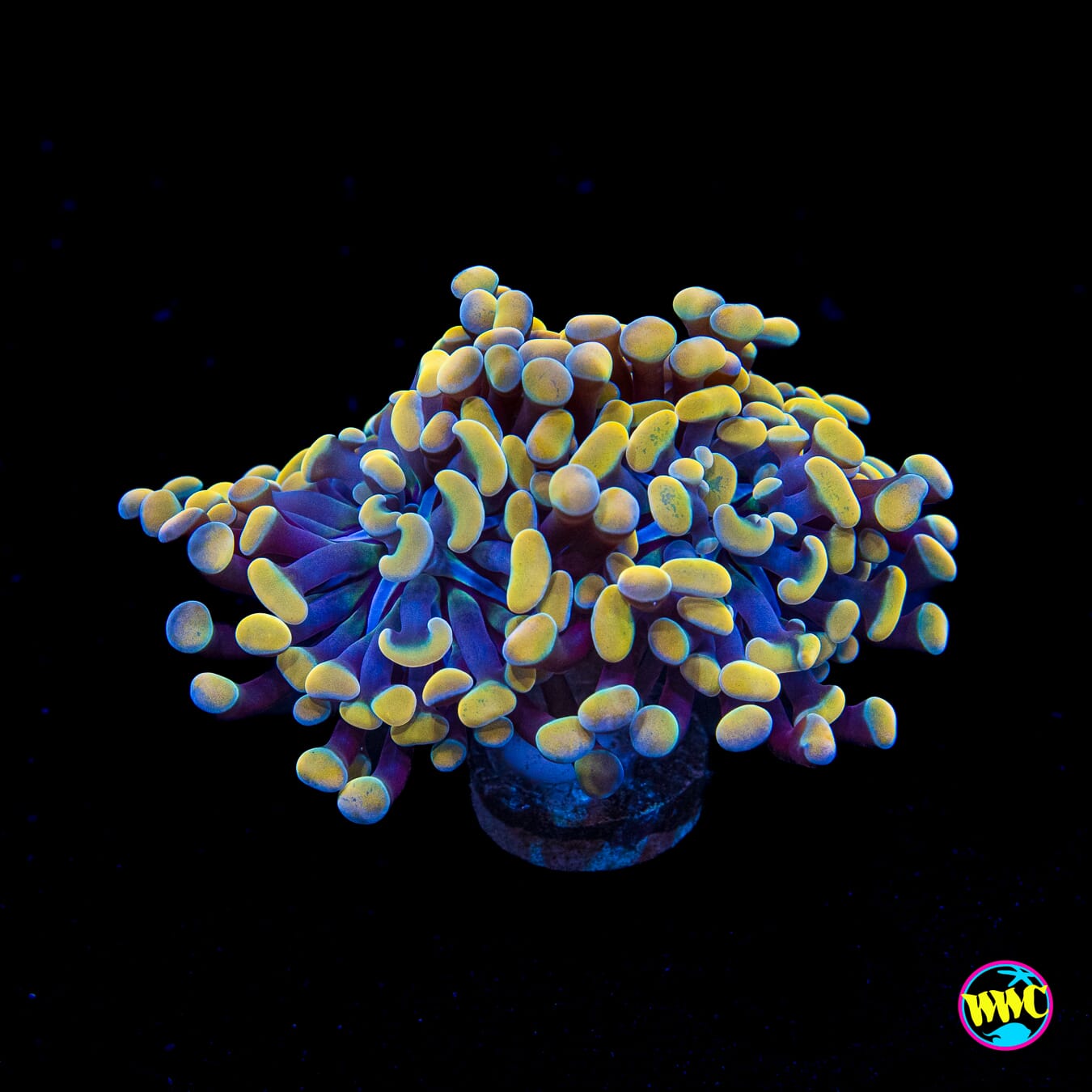 WWC Rainbow Branching Hammer