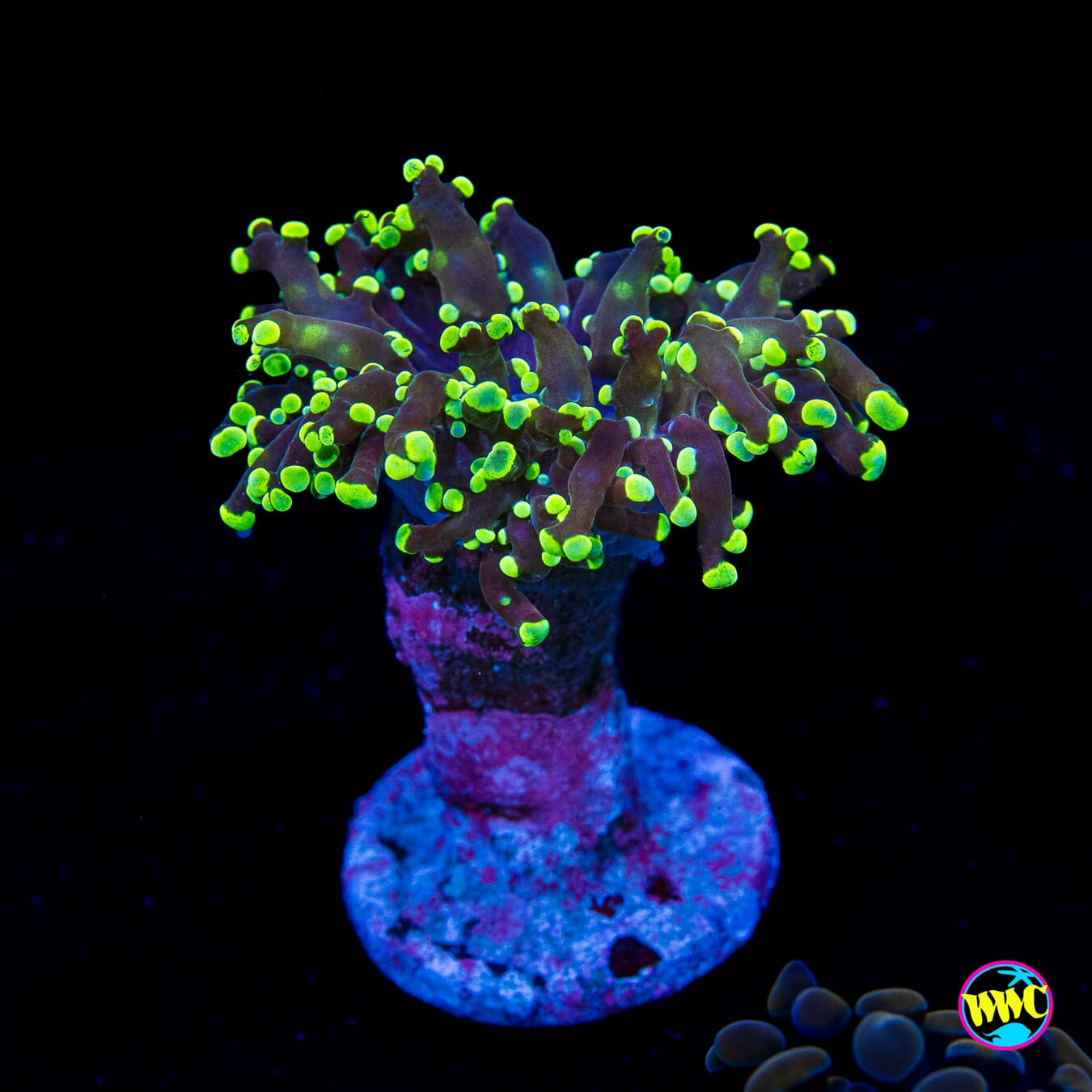 Glowbug Branching Frogspawn