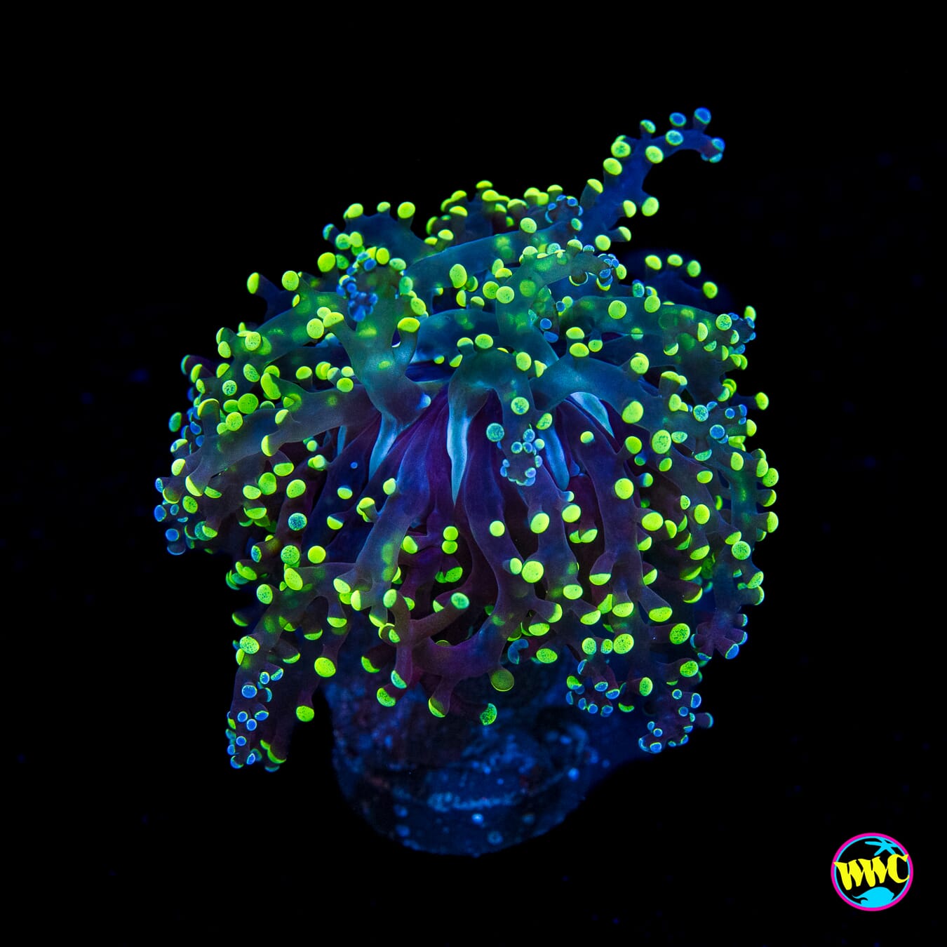 Splatter Tip Branching Frogspawn