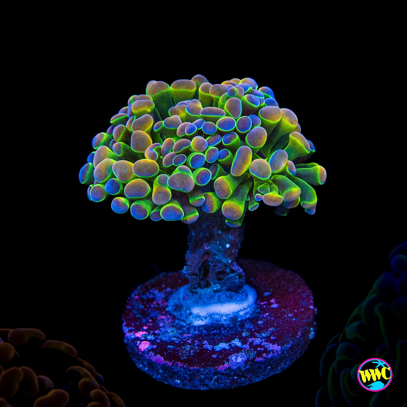 Holy Grail Branching Hammer