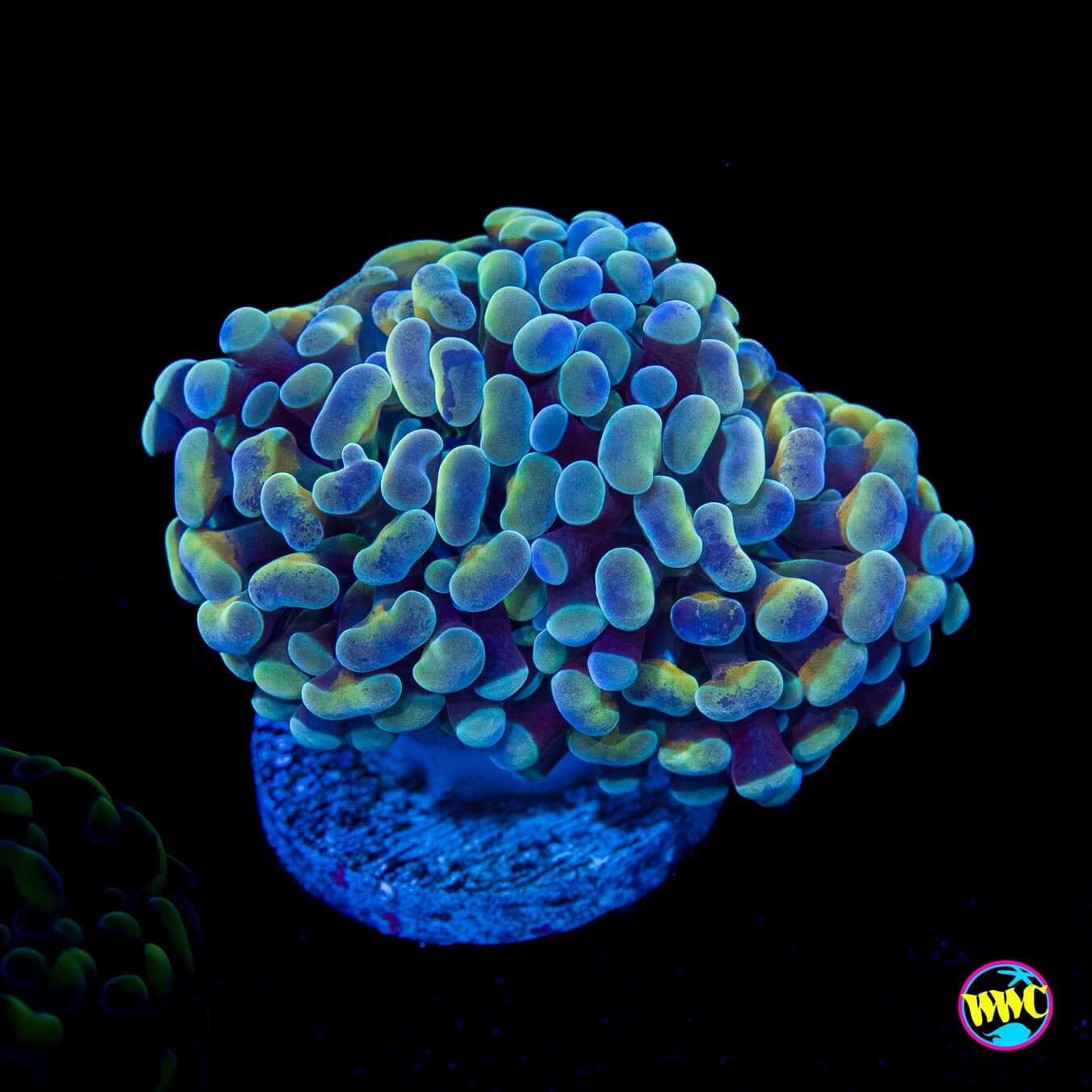Tealio Branching Hammer