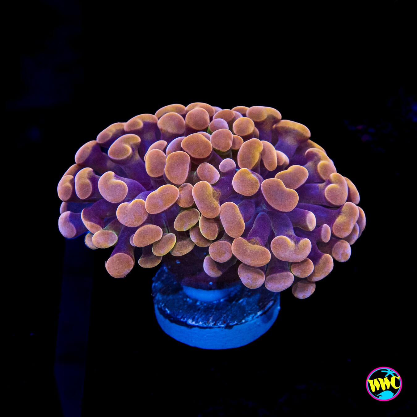 Peach Branching Hammer