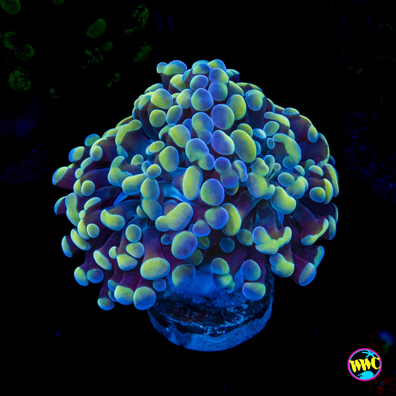 Aquarama Branching Hammer