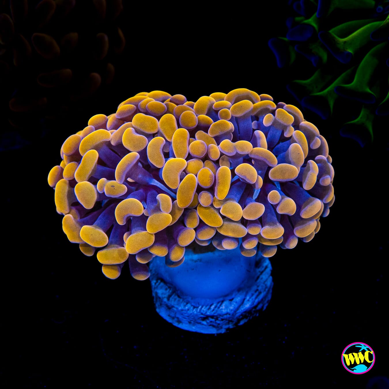 Gold Branching Hammer