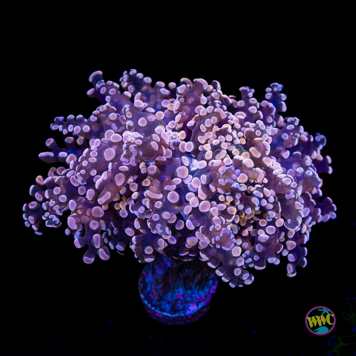 Peach Tipped Branching Frogspawn
