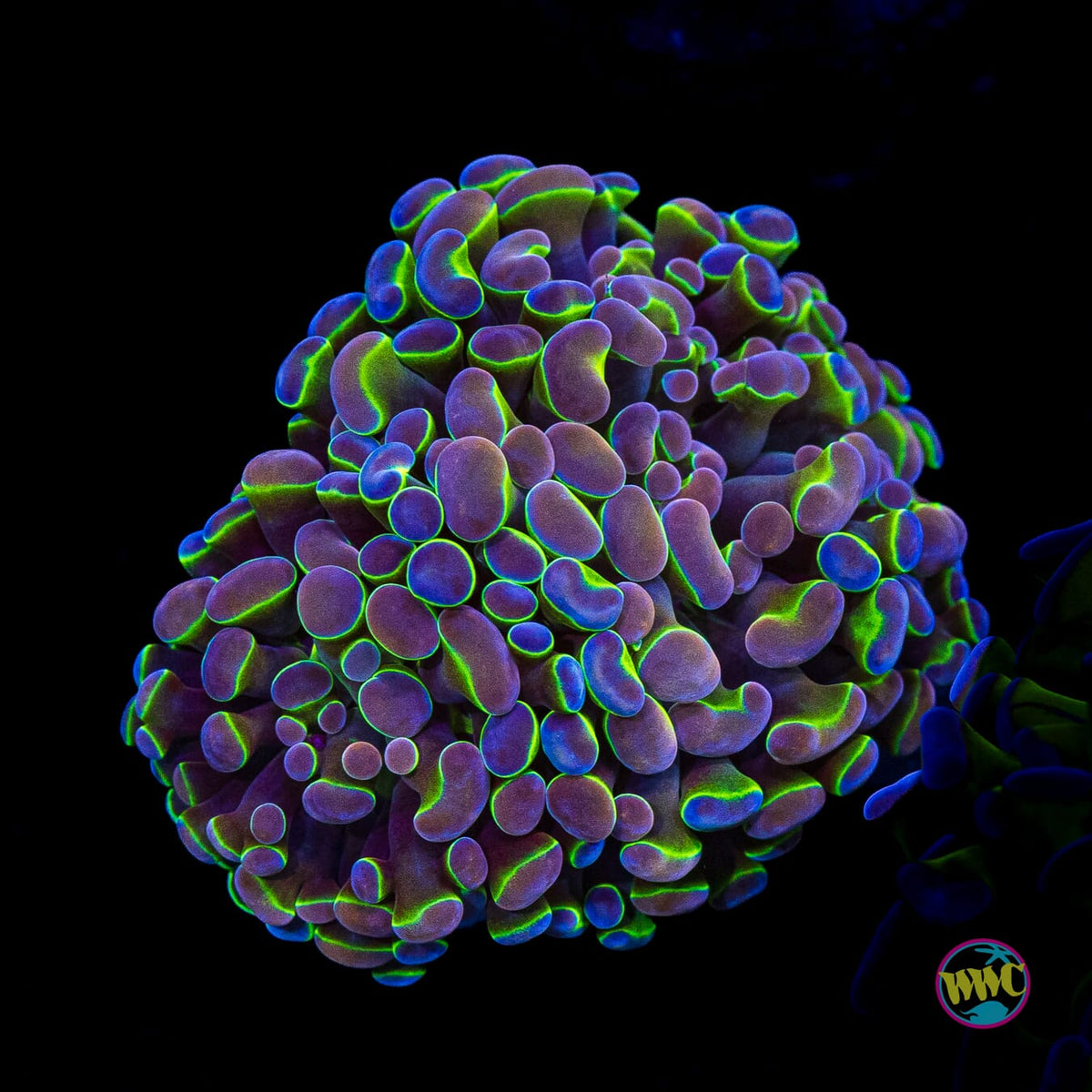 Hologram Branching Hammer