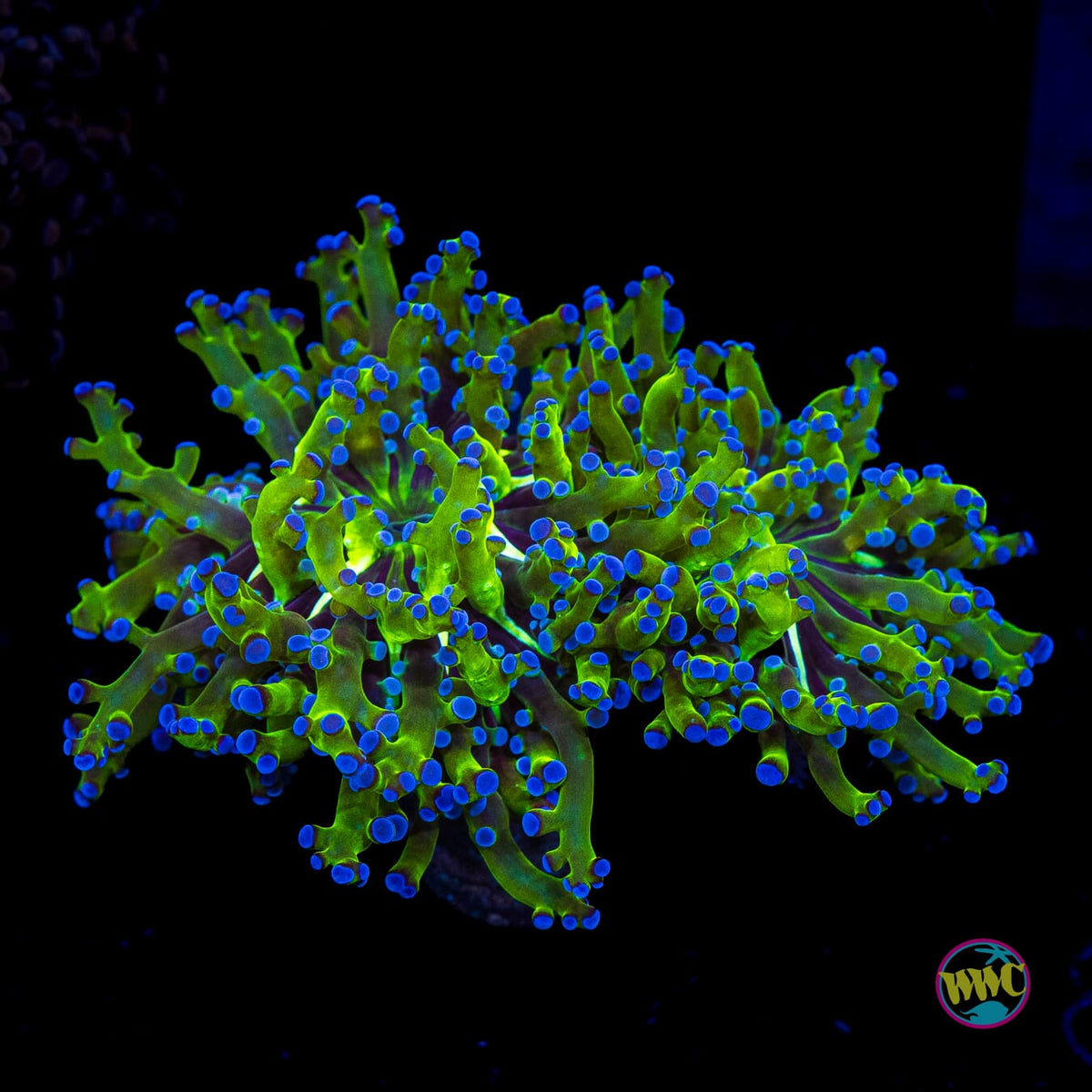 Bicolor Branching Frogspawn