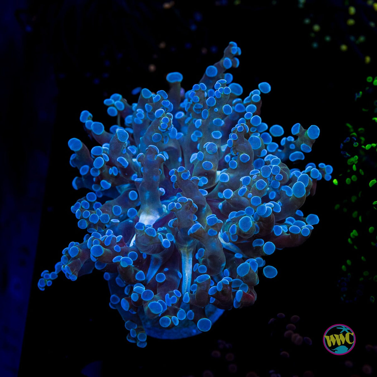 Super Sour Frogspawn