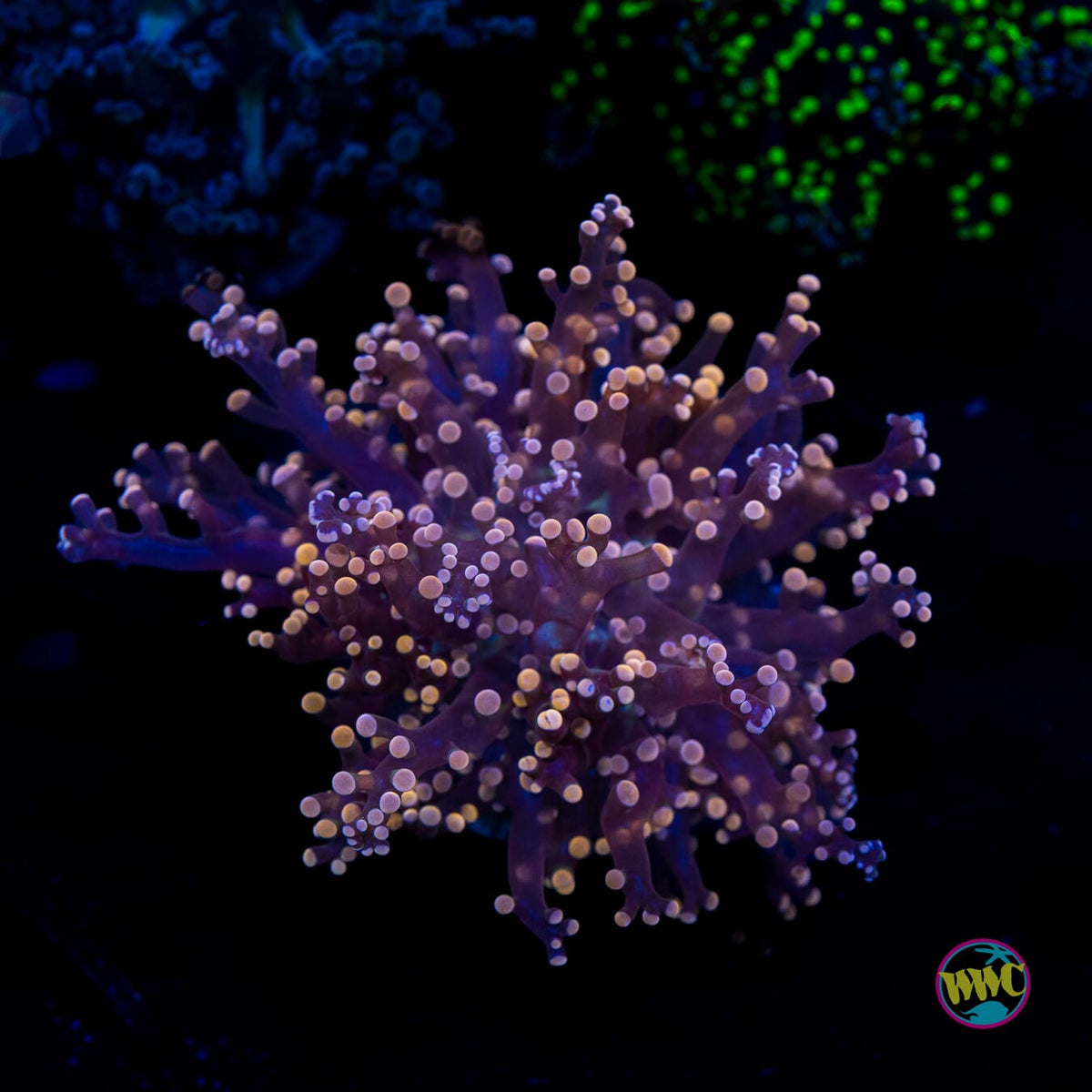 Peach Tipped Branching Frogspawn