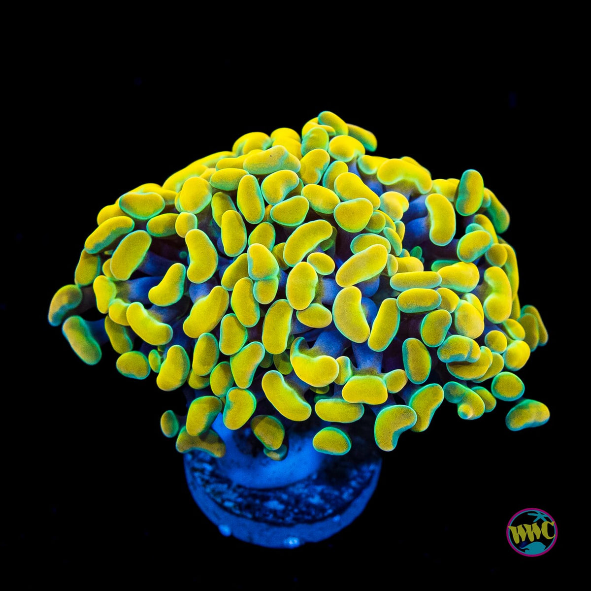 24K Rainbow Branching Hammer