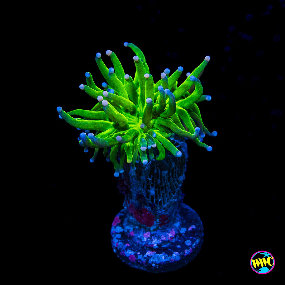 Bicolor Neon Torch