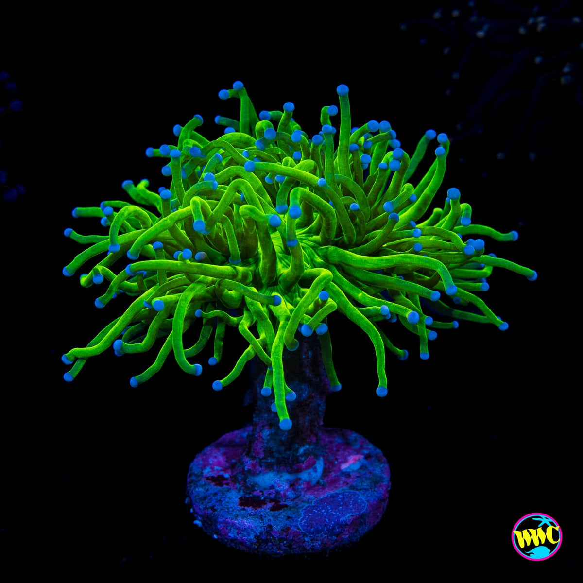 Blue Tipped Torch