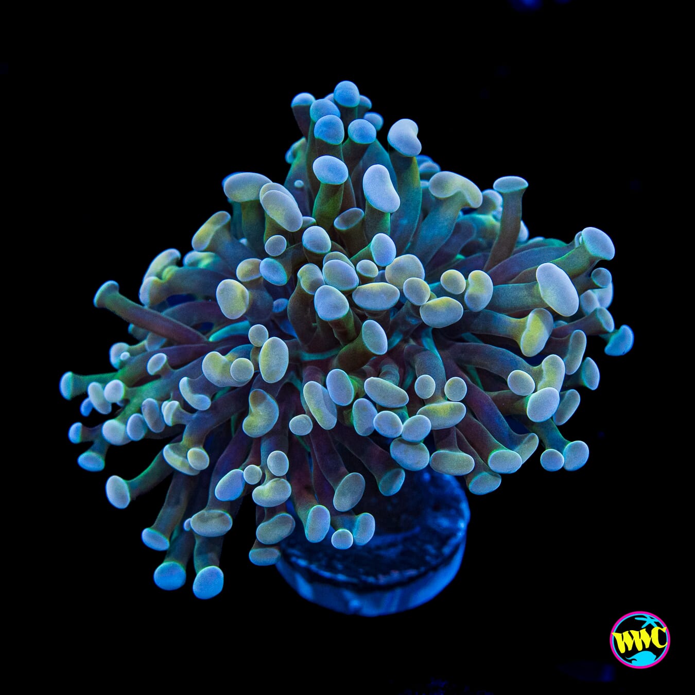 Aquarama Branching Hammer