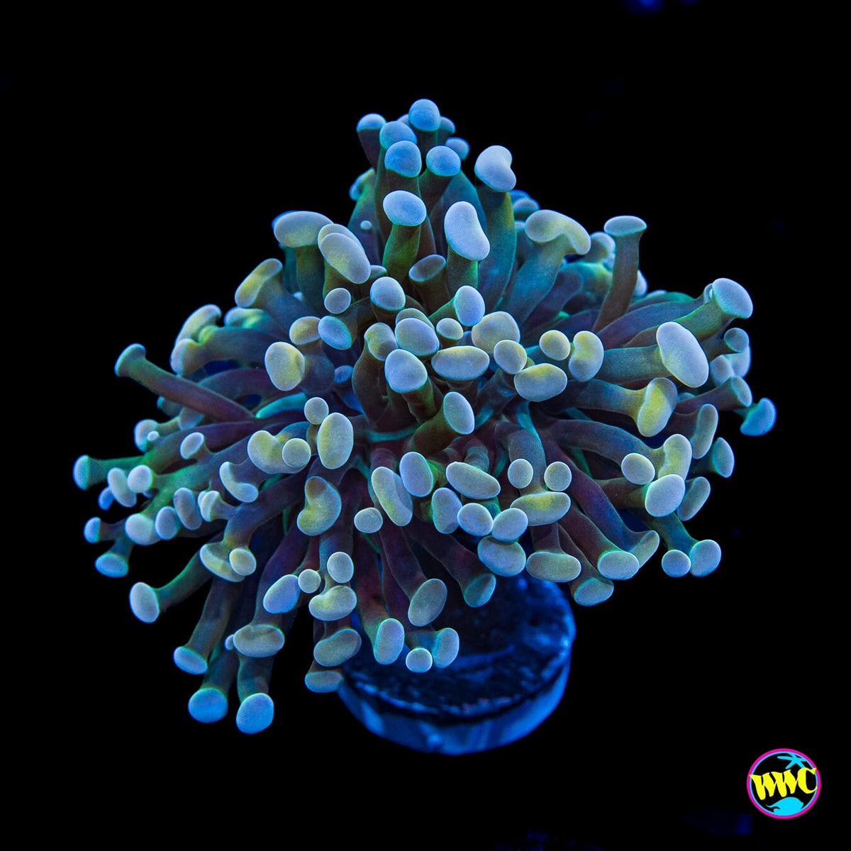 Aquarama Branching Hammer
