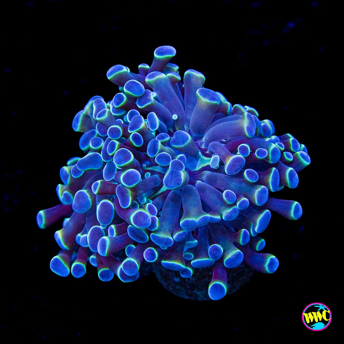 Hologram Branching Hammer