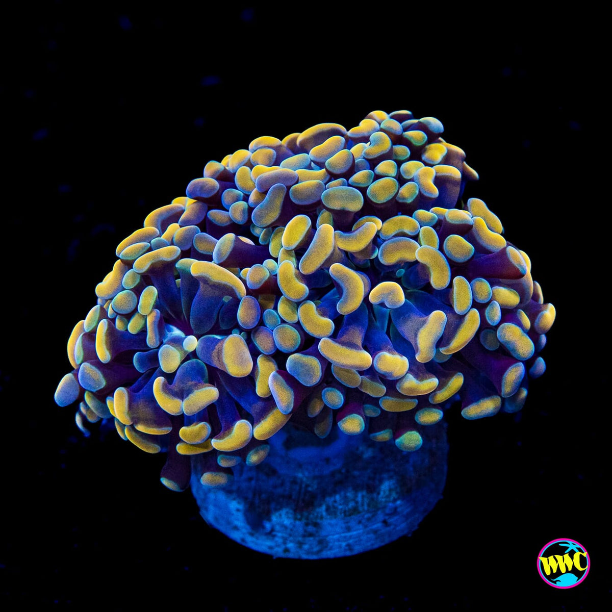 WWC Rainbow Branching Hammer