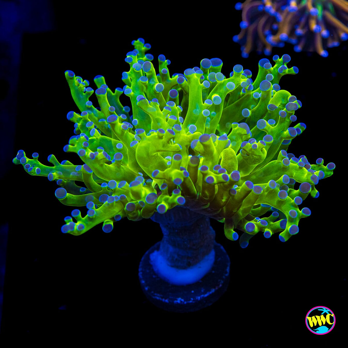 Bicolor Branching Frogspawn