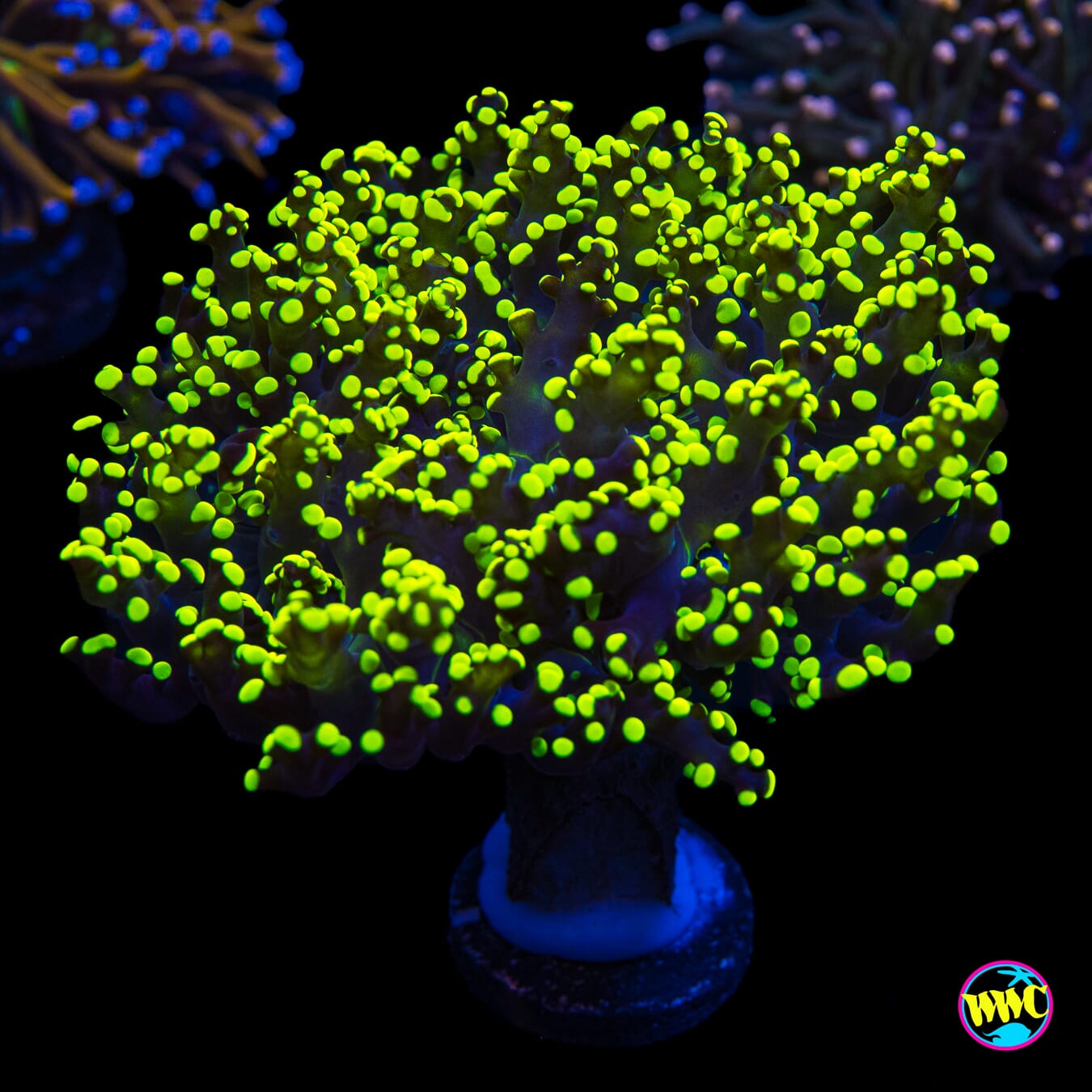 Glowbug Branching Frogspawn