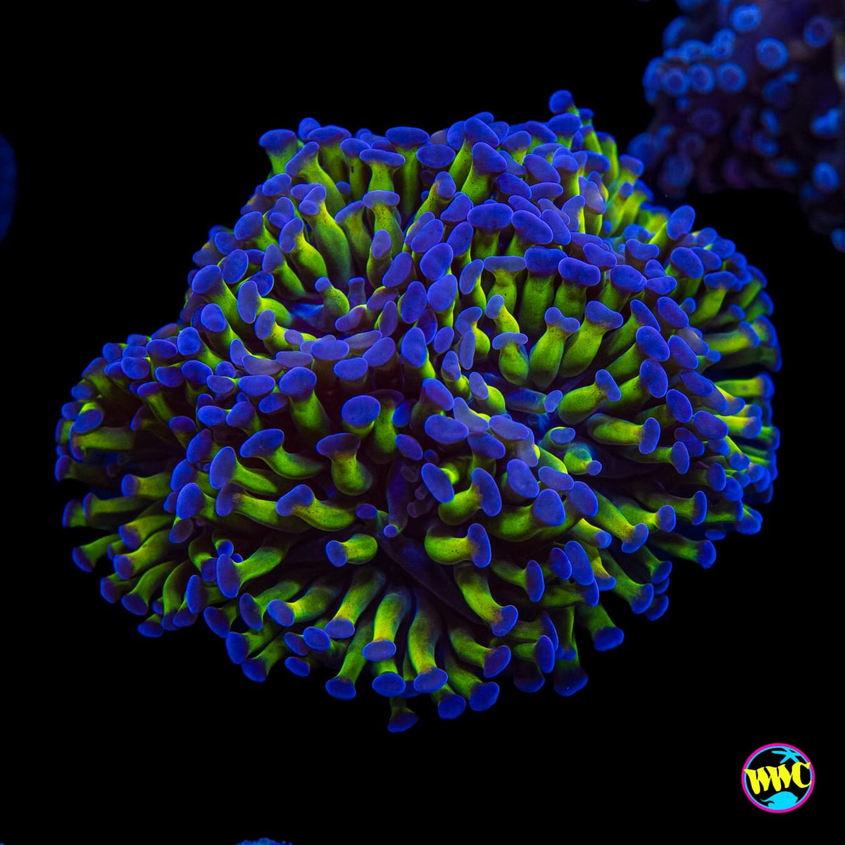 Ultimate Bicolor Branching Hammer