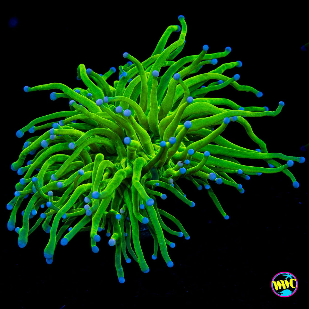 Blue Tipped Cotton Candy Torch